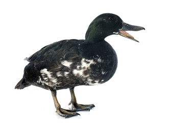 female duck