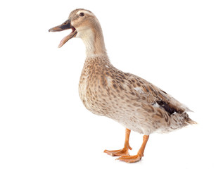 female duck - Powered by Adobe