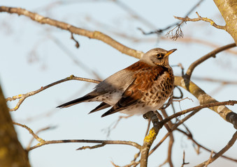 Thrush sits on a mountain ash branch