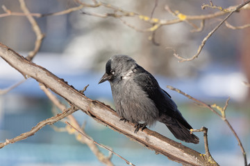 Daw sits on a mountain ash branch