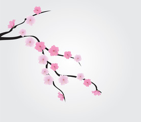 vector cherry blossom branch