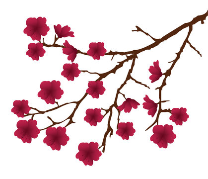 vector cherry blossom branch with red flowers