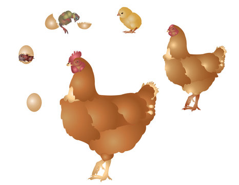 Life of hen