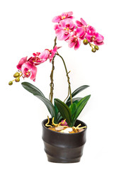 Pink orchid