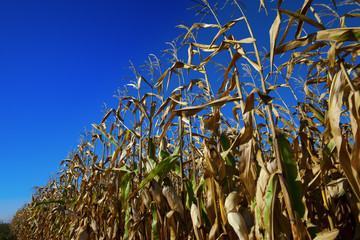 Cornfield and blue sky at nice sun day