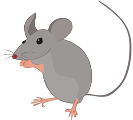 petite souris grise debout