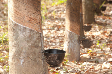 Tapping latex from a rubber tree.