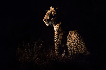 Fototapeta premium Leopard sitting in darkness hunting prey