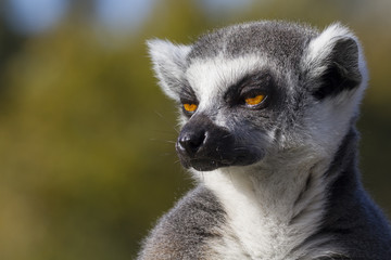 Ring-tailed lemur  (Lemur catta)