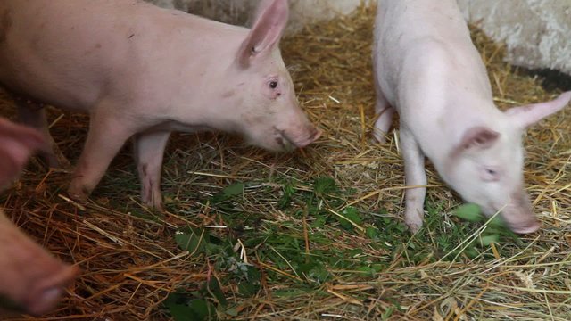 Piglets in pigsty