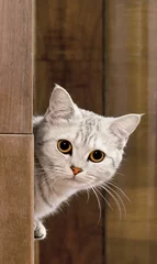 Crédence de cuisine en verre imprimé Chat home cat