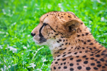 Cheetah