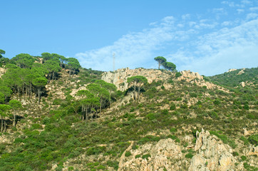 Tropical mountain hill with trees and bushes.