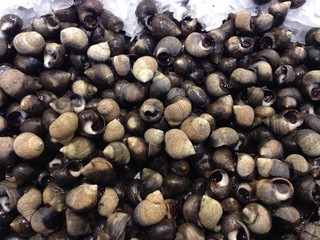Caracoles congelados en pescaderia
