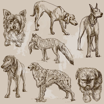 DOGS (Canidae) around the World (set no.2)