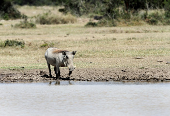 A warthog near a water hole