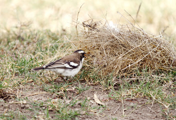 A  White-browed Sparrow-Weaver taking straw for making nest