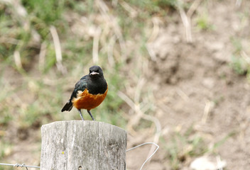 Beautiful Superb Starlings