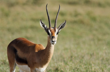 A male Thomson's Gazelle with beautiful horn