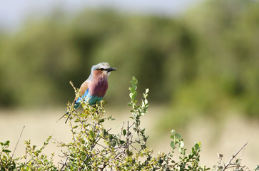 A Lilac-breasted roller on sitting on Acacia branch