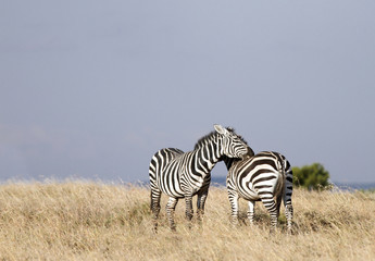 Fototapeta na wymiar Para piękne zaloty Zebry
