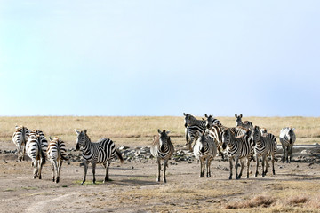 Fototapeta na wymiar Piękne zebry w pobliżu zbiornika wodnego