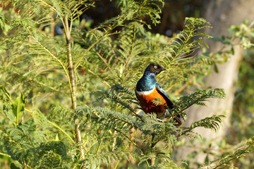 A colorful Superb Starling