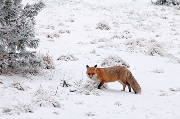 Obraz premium Fox in forest at High Tatras, Slovakia