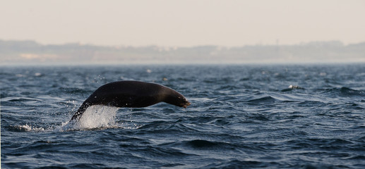 Seals swim and jumping out of water .