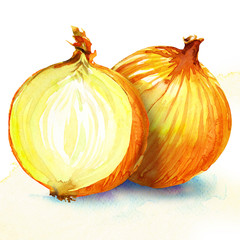 onion. watercolor painting on white background