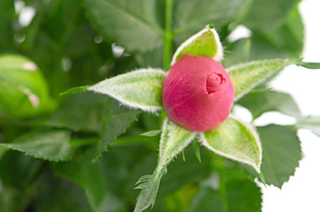 Bunch of pink roses in flowerpot.