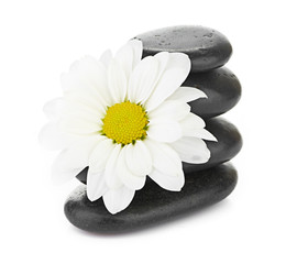 Obraz na płótnie Canvas zen basalt stones and daisy isolated on white