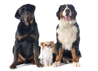 Fototapeta premium three dogs