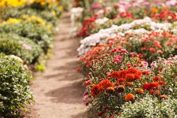 chrysanthemum flowers in the garden