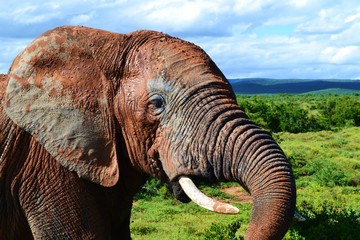 Closeup view elephant