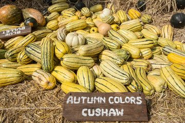 Cushaw squash at harvest