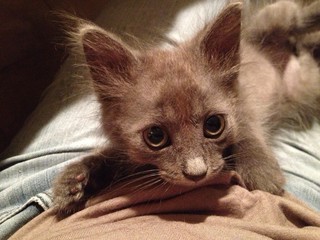 Gatto