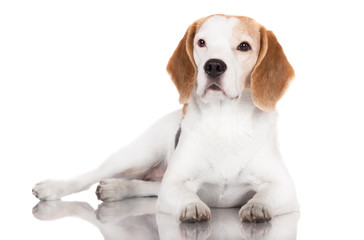 beagle dog portrait on white