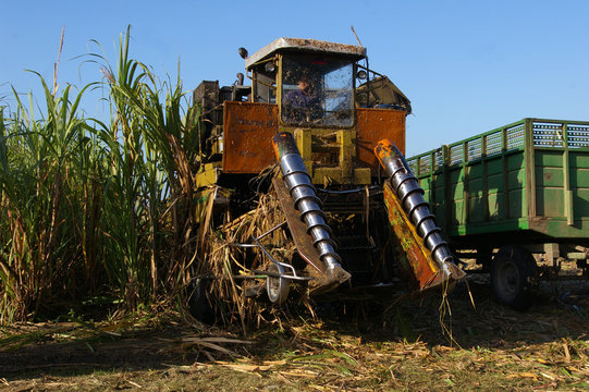 Moisson de la canne &agrave; sucre.