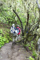 Wandergruppe im Nationalpark Garajonay auf La Gomera