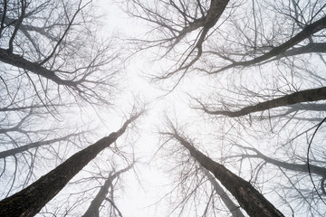 Fototapeta na wymiar Big Trees in fog