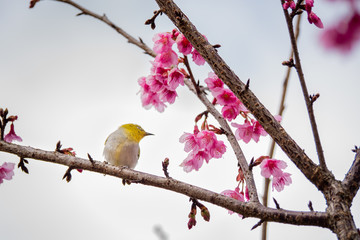 white-eye Bird on Cherry Blossom and sakura