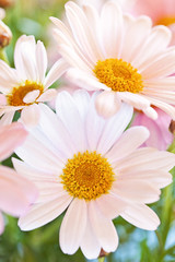 Naklejka premium beautiful daisy flowers