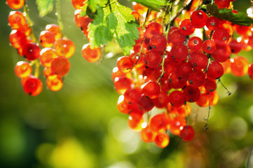 redcurrant berries