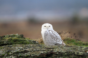 Snowy Owl(Bubo scandiacus) in Canada