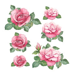 Watercolor illustrations of rose flowers