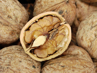 nocciolo in guscio
