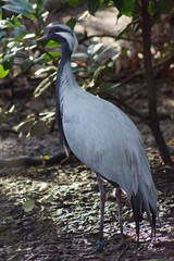Demoiselle Crane - Anthropoides virgo