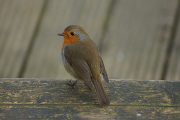 European Robin - Erithacus rubecula