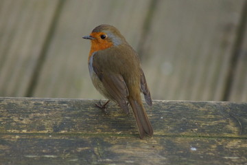 European Robin - Erithacus rubecula